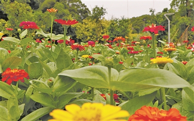 馬尾：精準(zhǔn)發(fā)力 精致美麗 